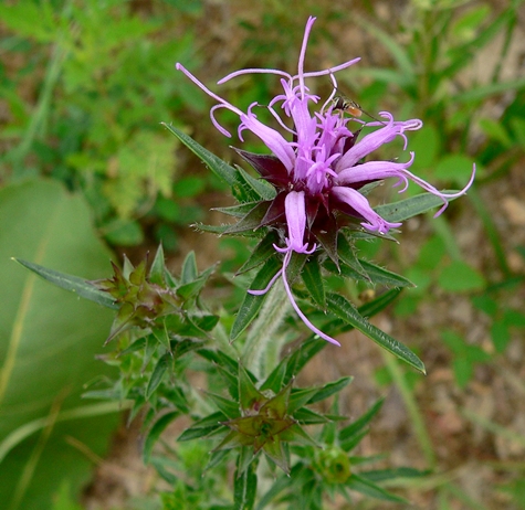 {Liatris squarrosa}